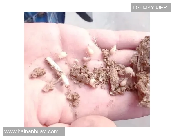 乒乓球新手必看攻略力量训练与技巧提升全方位指南